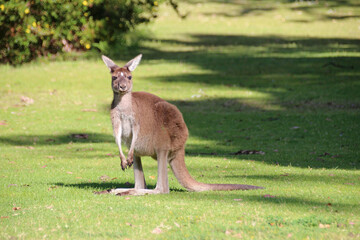 kangaroo at yanchep national park in australia