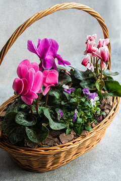 Close-up of a basket with assorted pink cyclamen flowers