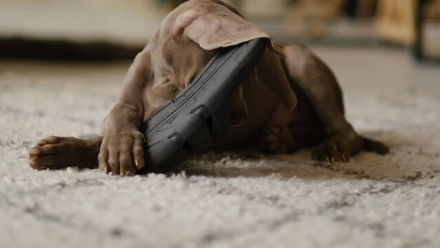 Weimaraner puppy nibbles on the owner's house slipper. Small dog ruins home clothes