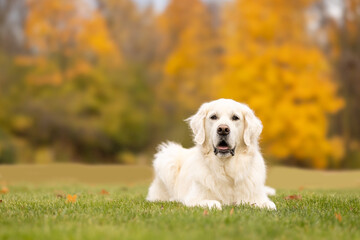 A golden retriver lying on the grass in autumn