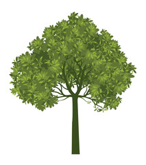 Fototapeta premium Green Tree Isolated. Plant and Vector Illustration.