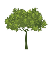 Green Tree Isolated. Plant and Vector Illustration.