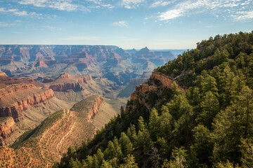 Fototapeta na wymiar Treeline at Grand Canyon National Park