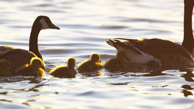 Slow Motion Lockdown Shot Of Family Of Canada Goose Swimming In Lake During Sunset - Arvada, Colorado