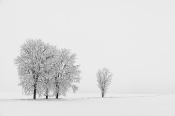 verschneite Bäume Winterlandschaft schwarz weiss