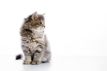 Fototapeta na wymiar Domestic gray kitten looking up on white background with place for text, selective focus