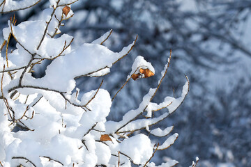 Winter landscape, tree branches covered with white fluffy snow.
