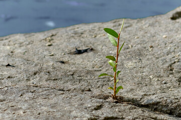 A young tree sprout breaks through a stone in the mountains.