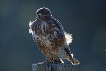  buse variable - buteo buteo
