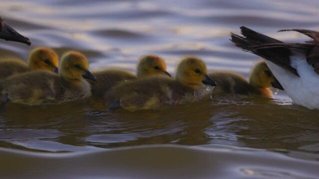 Slow Motion Shot Of Parents And Cute Goslings Swimming In Lake During Sunset - Arvada, Colorado