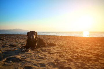 Old dog is resting on the beach at sunset.