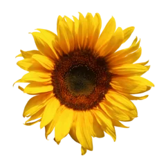 Fotobehang Sunflower flower with transparent background © Brad Pict