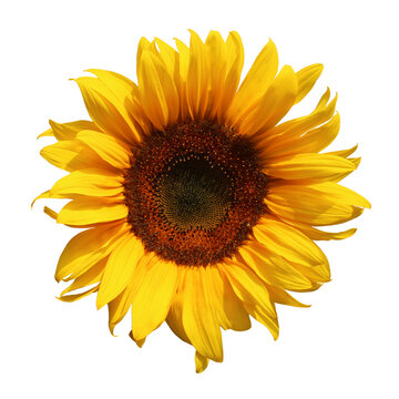 Naklejki Sunflower flower with transparent background