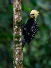 Blond-crested Woodpecker on tree trunk against green background