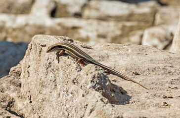 Blue-tailed skink lizard on a rock in garden