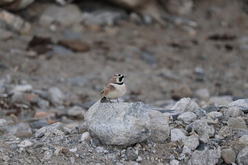 black backed bird