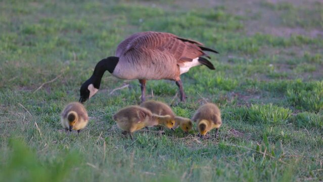 Slow Motion Shot Of Canada Goose And Baby Goslings Grazing On Grassy Landscape - Arvada, Colorado