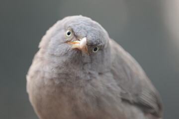 Bird close up