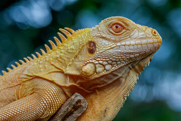 Fototapeta premium Green iguana photographed at a tourist park