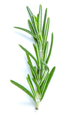 top view rosemary isolated on white background