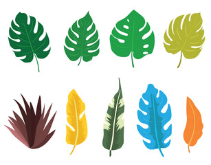 Tropical leaves vector set. Botanical exotic colorful jungle foliage, palm leaves