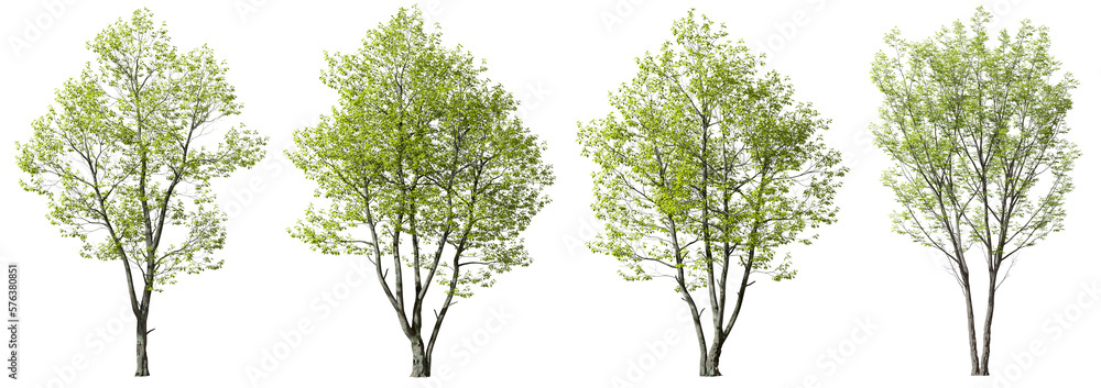 Fototapete greenery forest trees shapes cut out transparent backgrounds 3d rendering png