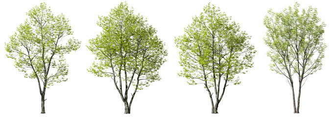 Greenery forest trees shapes cut out transparent backgrounds 3d rendering png