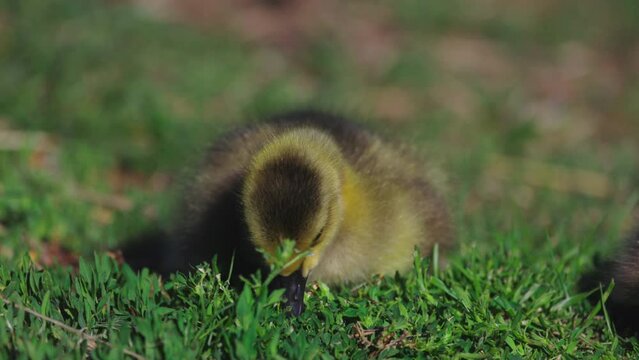 Slow Motion Of Water Bird Eating Green Plants On Land During Sunny Day - Arvada, Colorado
