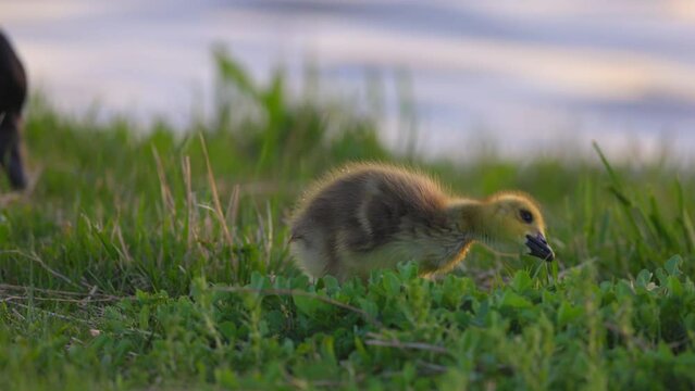 Slow Motion Shot Of Cute Goslings Grazing On Green Land Together At Sunset - Arvada, Colorado