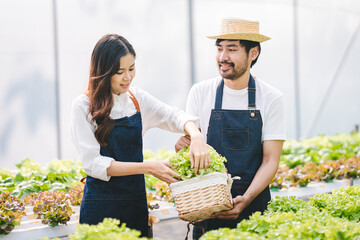 Hydroponic vegetable garden owner man and woman couple harvesting fresh organic salad in greenhouse vegetable garden..Check the quality of vegetables and record the growth of hydroponic vegetables.