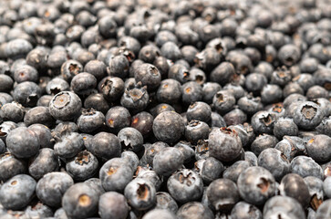 Detail of fresh and juicy blueberries