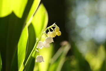 Lily of the valley in the forest - 576383602