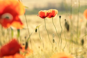 Poppies in the field at sunrise, June, Poland