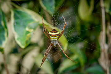 Argiope keyserlingi who is waiting for prey trapped in a spider's web