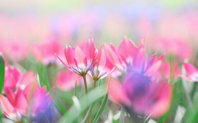 Beautiful meadow of pink bright blooming tulips in sun close-up panorama. Macro with soft focus. Spring floral template. Pastel toned wallpapper. Nature background - 576384088