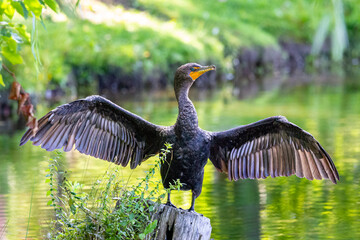 grand cormoran &agrave; aigrette