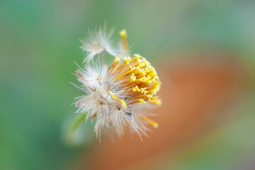 Macro shot of flower pollen and bright nature background