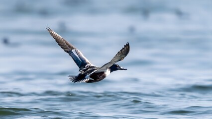 The northern shoveler (Spatula clypeata) male