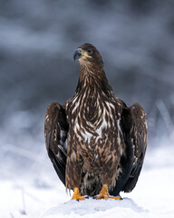 White-tailed eagle in winter forest