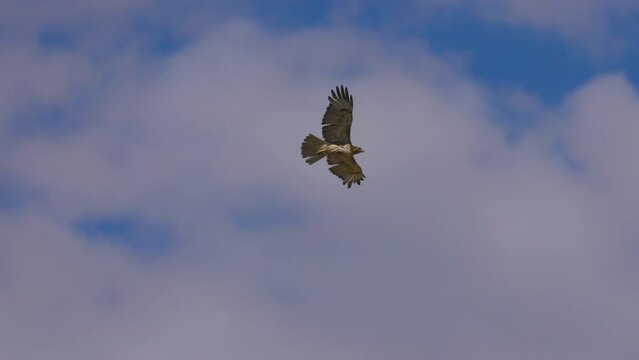 Slow Motion Low Angle View Of Eagle Flying In Cloudy Sky On Sunny Day - Arvada, Colorado
