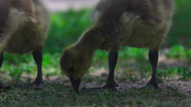 Slow Motion Shot Of Cute Goslings Grazing Together On Grassy Land - Arvada, Colorado