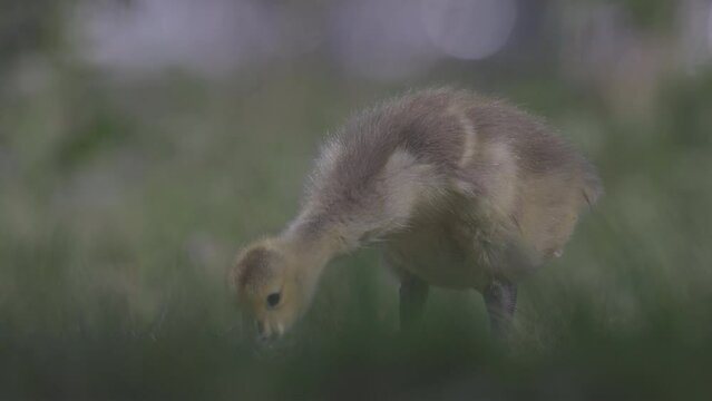 Slow Motion Shot Of Canada Goose Baby Grazing Grassy Landscape - Arvada, Colorado