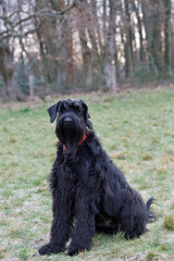 Fototapeta premium Front view of a beautiful sitting black giant Schnauzer in a field looking at camera with a forest in the background.
