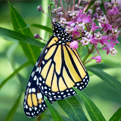 papillon monarque dans une ascl&eacute;piade
