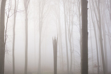 Misty forest with sun rays. Foggy wood and sunlight.
