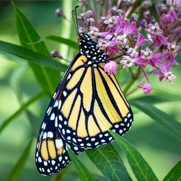 papillon monarque dans une ascl&eacute;piade