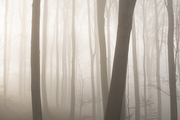 Misty forest with sun rays. Foggy wood and sunlight.