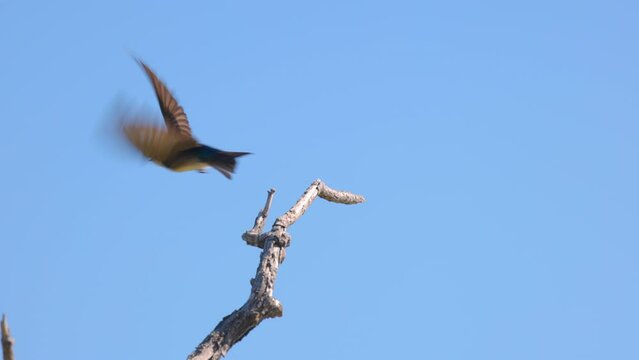 Migratory Bird Flying From Wooden Branch On Sunny Day - Arvada, Colorado