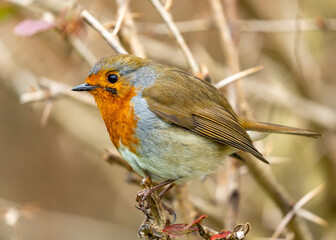 European robin (Erithacus rubecula)