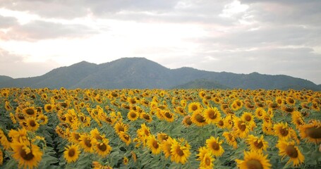 Obraz premium Mountain view and sunflower, yellow flower field in the beautiful evening sunset